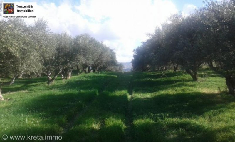 Vori Kreta, Vori Olivenhain 200.000m² mit 2 Gebäuden zu verkaufen Grundstück kaufen